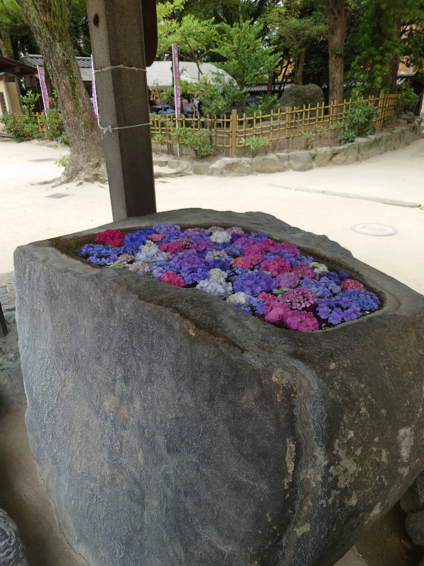 筥崎宮の紫陽花園あじさい苑を見に行ったときの境内