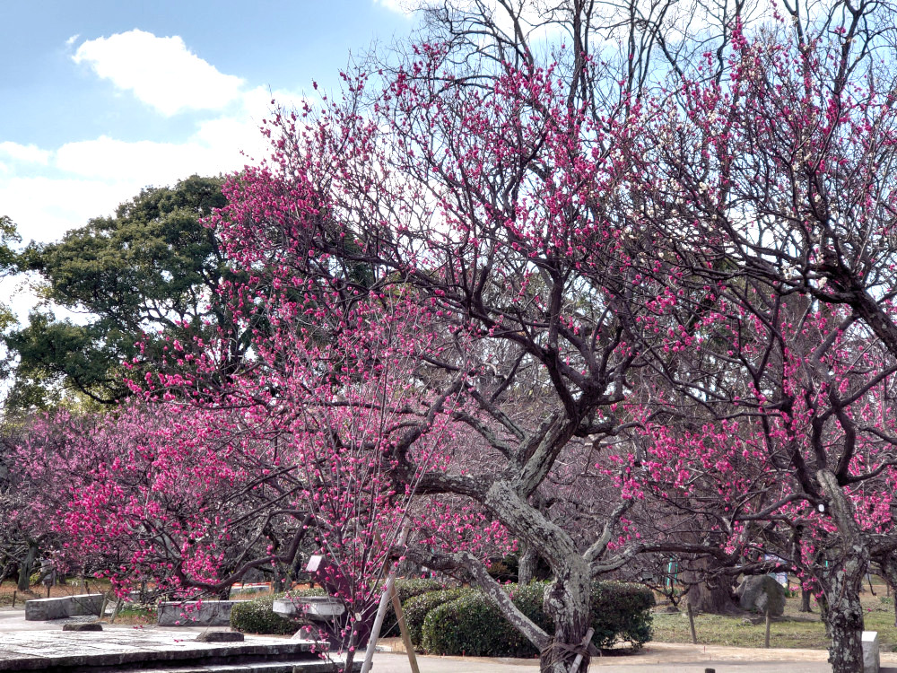 福岡城址に梅を見にいこう