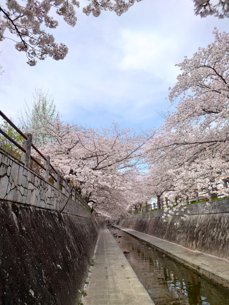 福岡の桜（2024年）