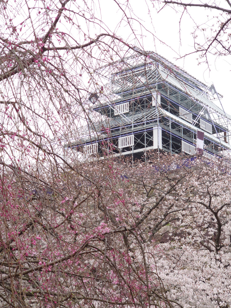 福岡の桜（2024年）