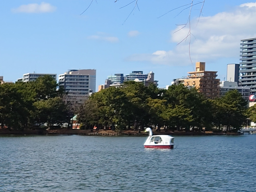 大濠公園のスワンボート