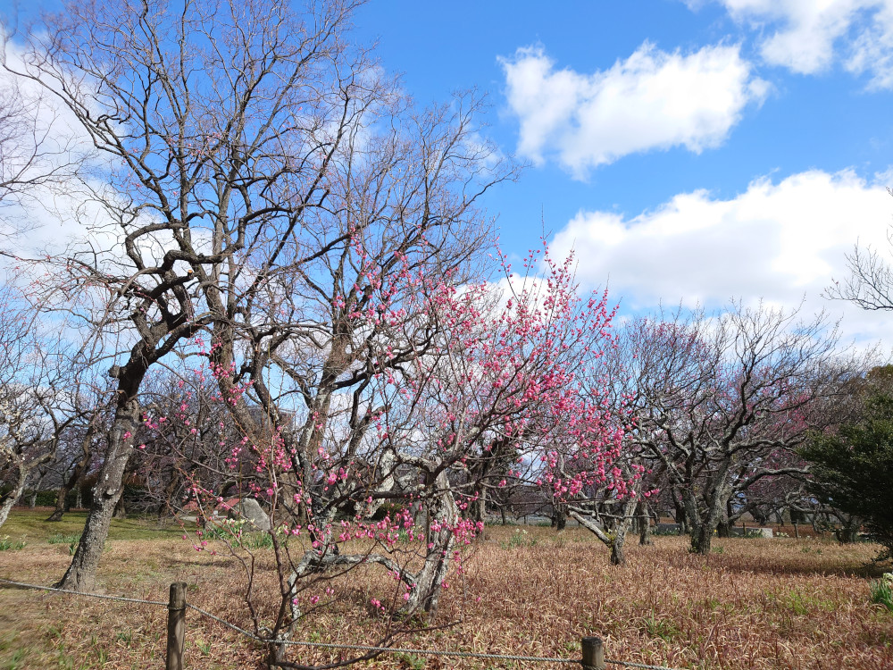 舞鶴公園の梅2024.1