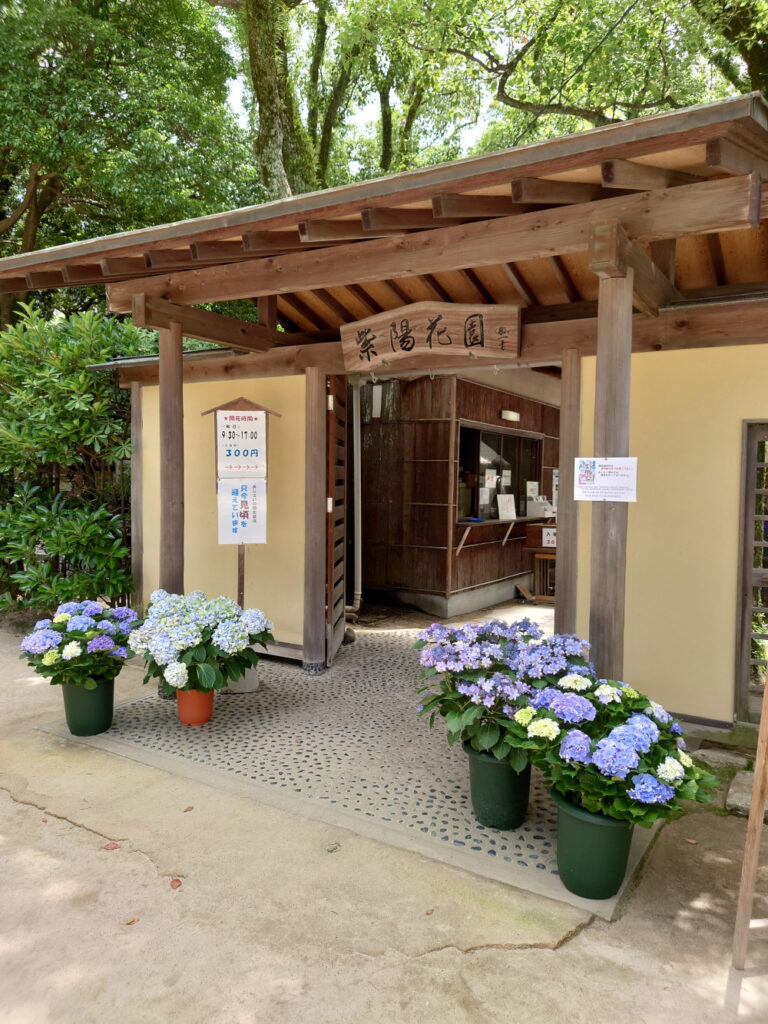 筥崎宮のあじさい苑