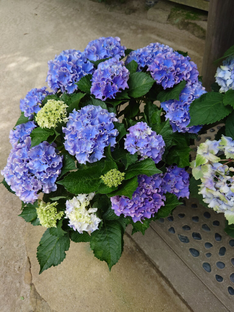 筥崎宮のあじさい苑