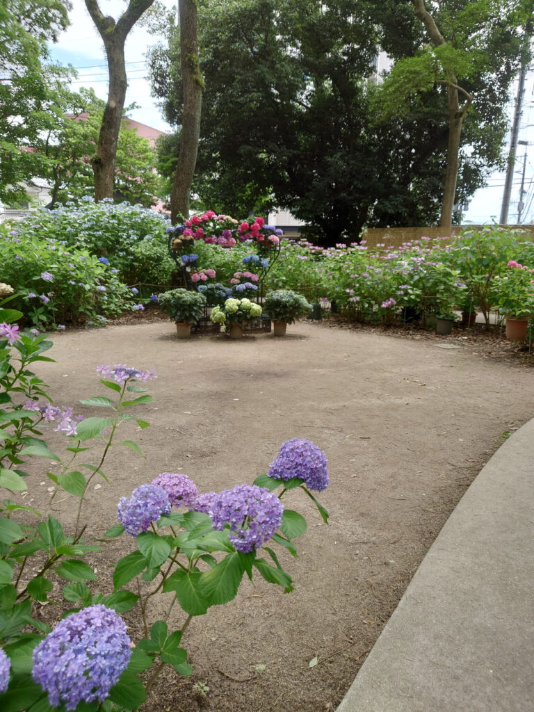 筥崎宮のあじさい苑