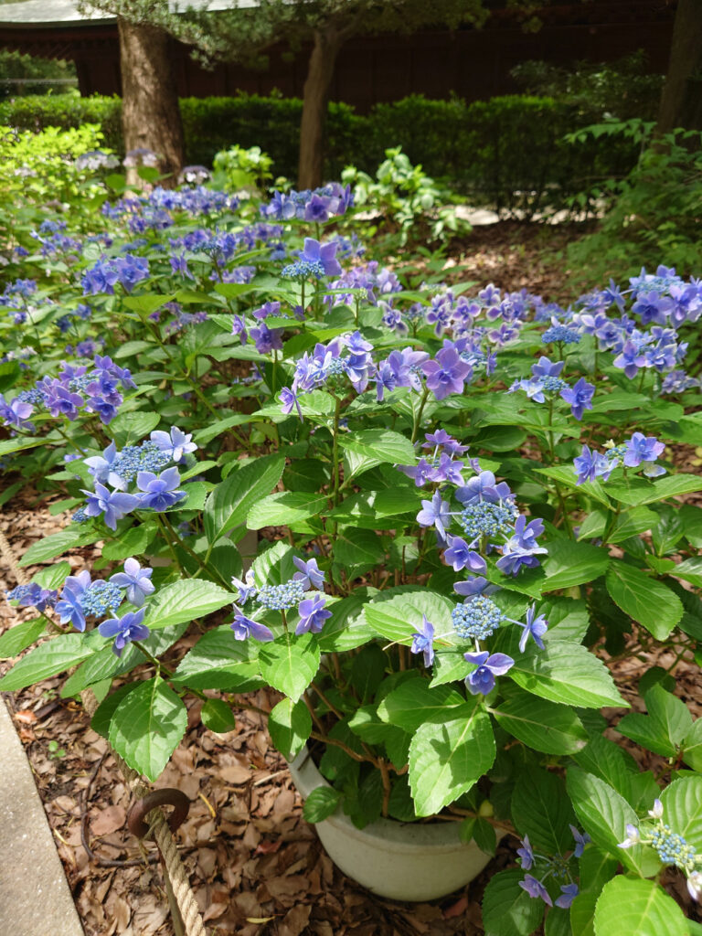 筥崎宮のあじさい苑