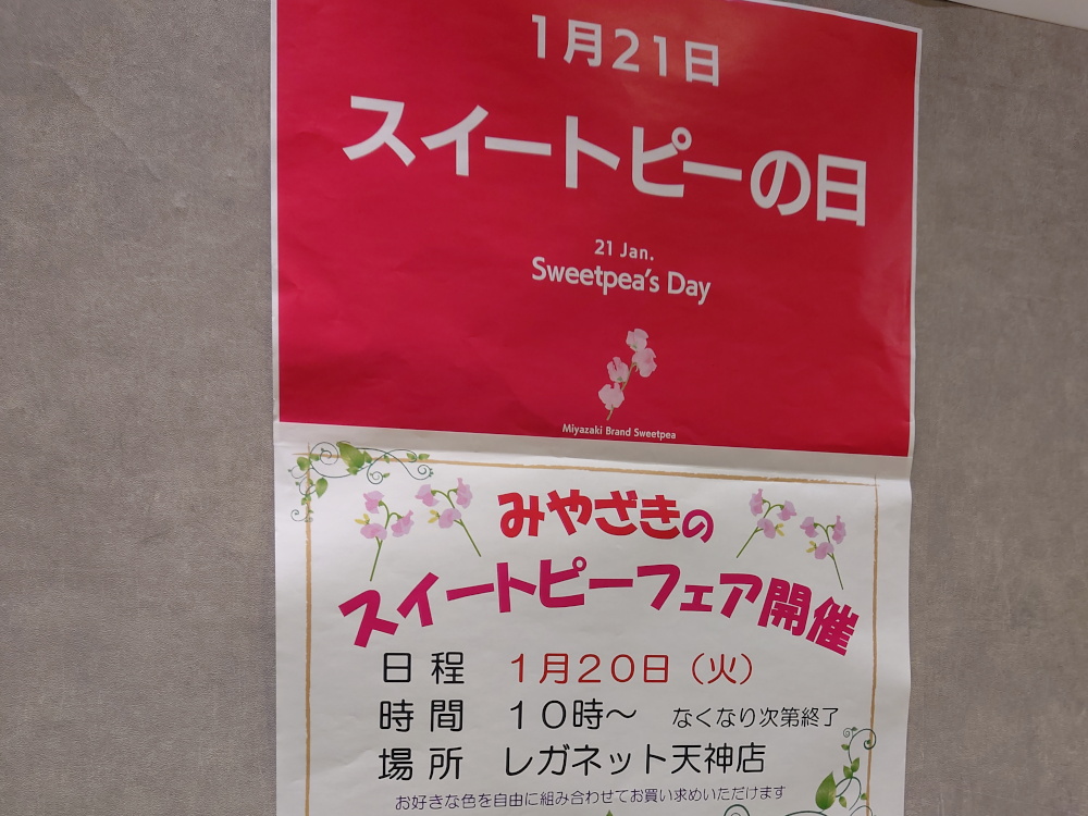 ソラリアステージ／スイートピー