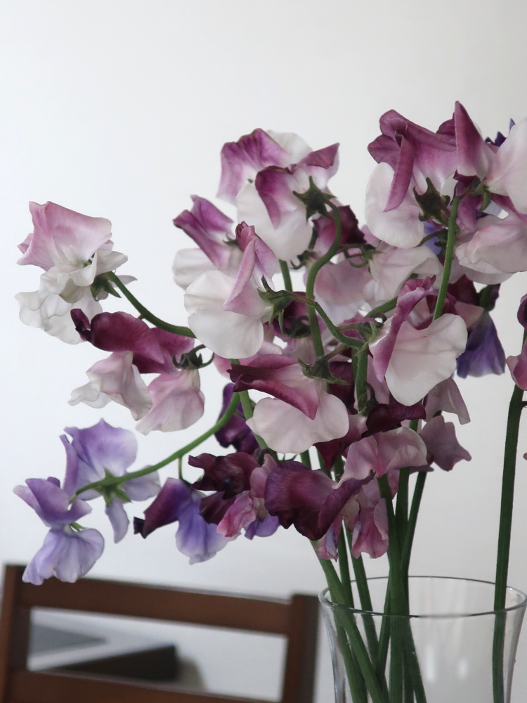 ソラリアステージ／スイートピー