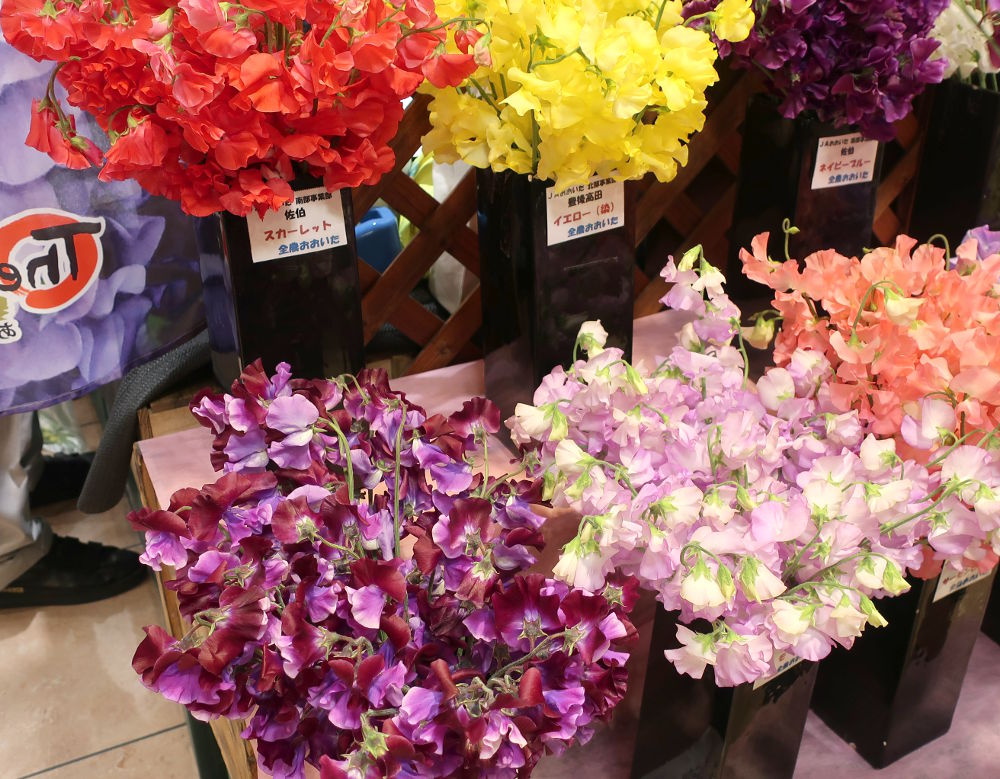 ソラリアステージ／スイートピー