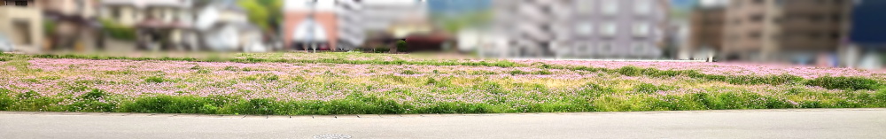 ファミリーレストラン「ジョイフル」の裏手で見かけたれんげ畑