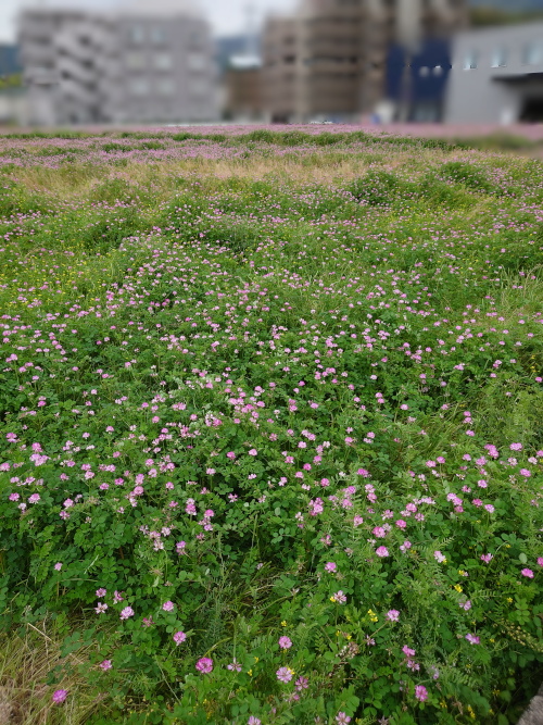 ファミリーレストラン「ジョイフル」の裏手で見かけたれんげ畑